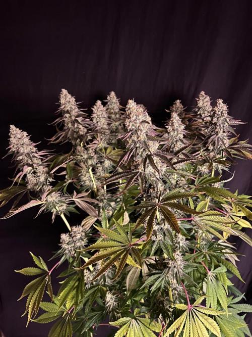 Hansova Grow. Week 13
