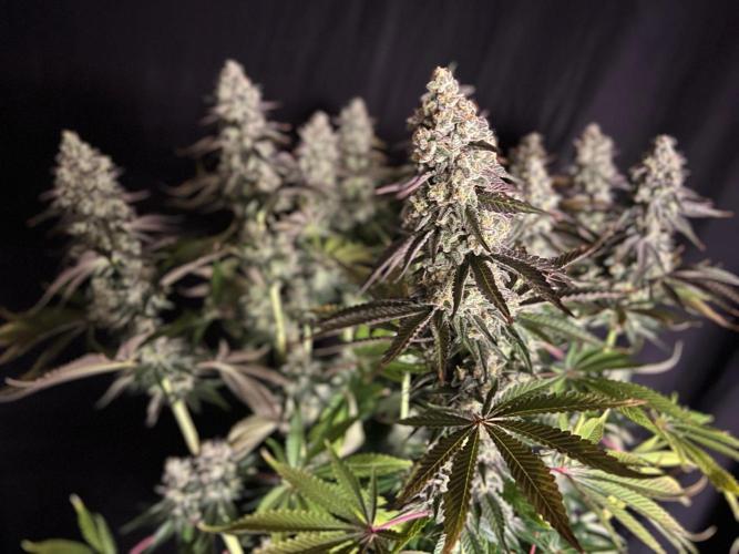 Hansova Grow. Week 13
