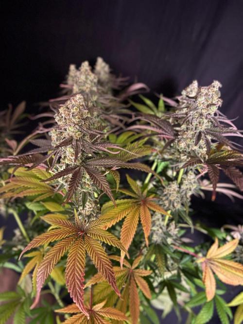 Hansova Grow. Week 13