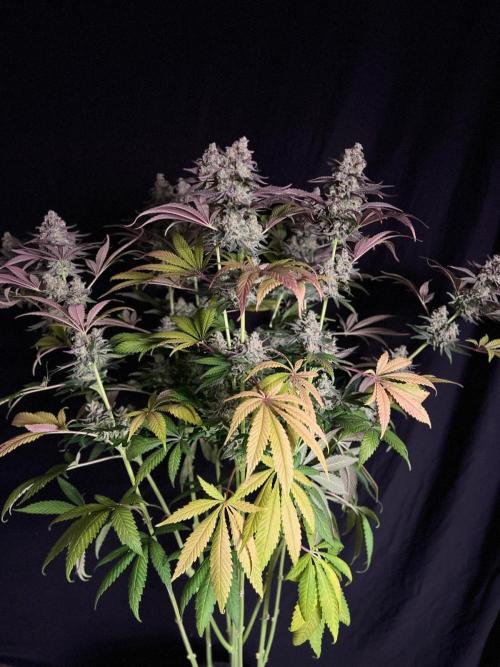 Hansova Grow. Week 13