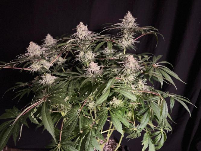 Hansova Grow. Week 13