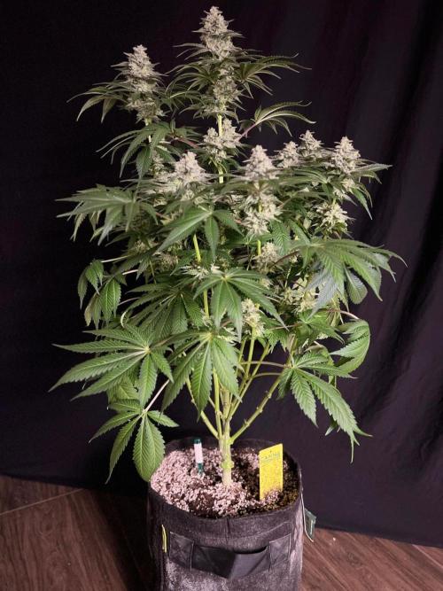 Hansova Grow. Week 13