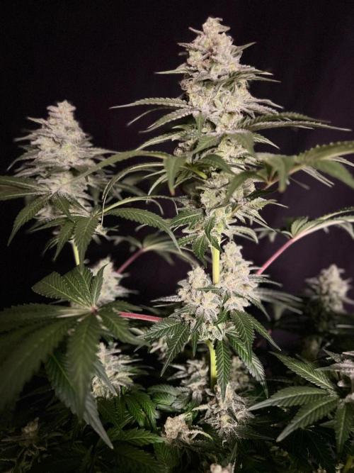 Hansova Grow. Week 13