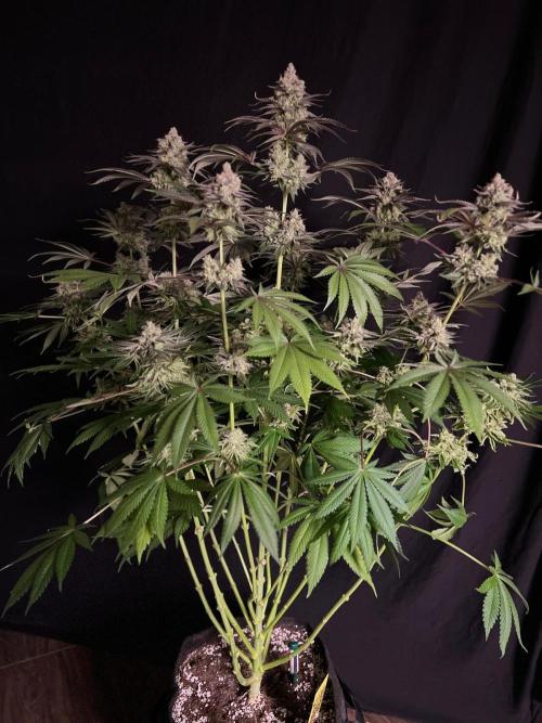 Hansova Grow. Week 13
