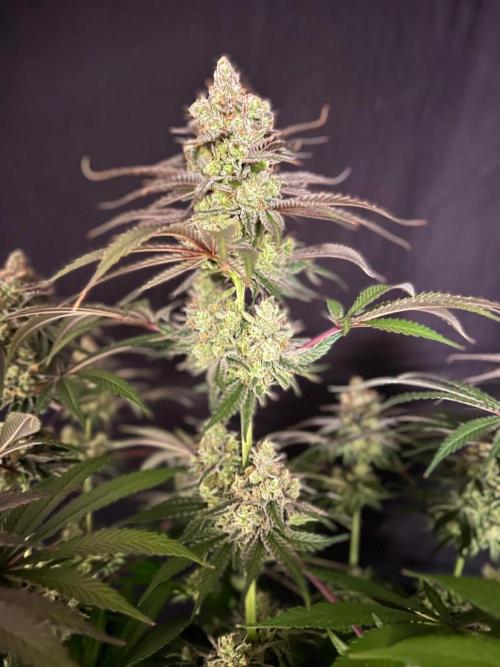 Hansova Grow. Week 13