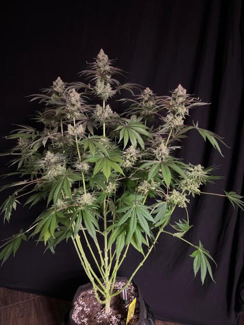 Hansova Grow. Week 13
