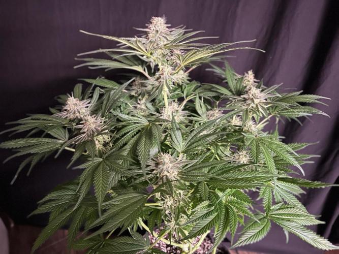 Hansova Grow. Week 13