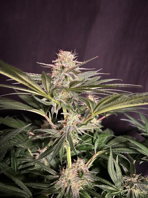 Hansova Grow. Week 13