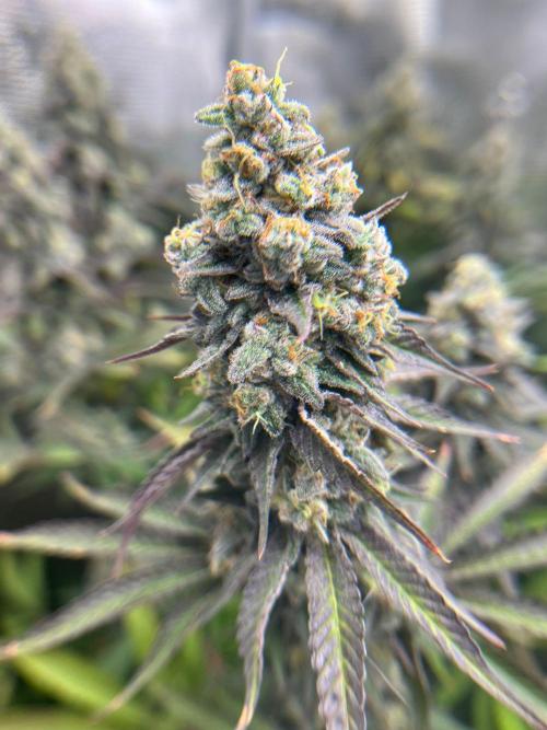 Hansova Grow. Week 13