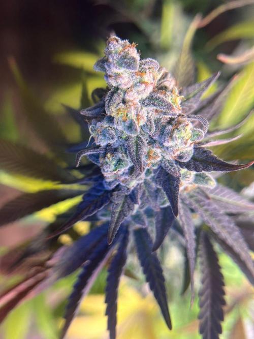 Hansova Grow. Week 13