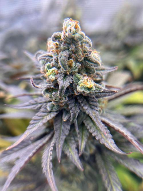 Hansova Grow. Week 13