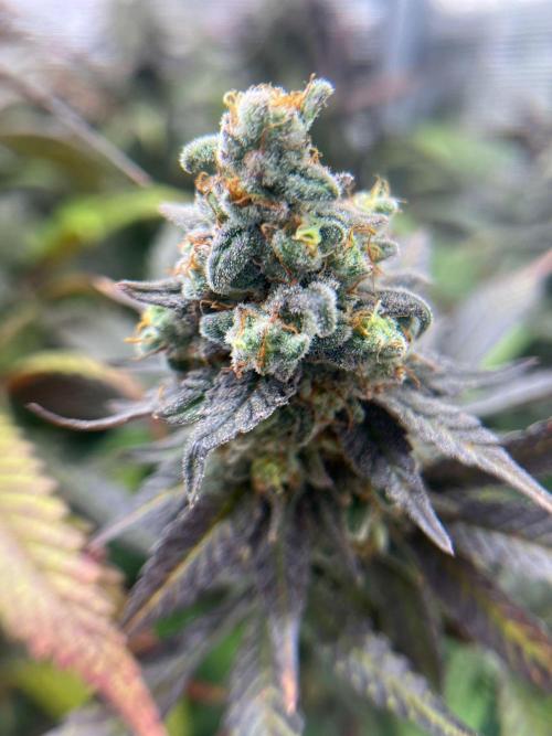 Hansova Grow. Week 13