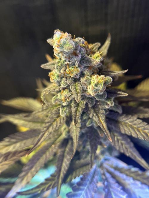 Hansova Grow. Week 13