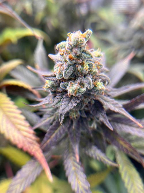 Hansova Grow. Week 13