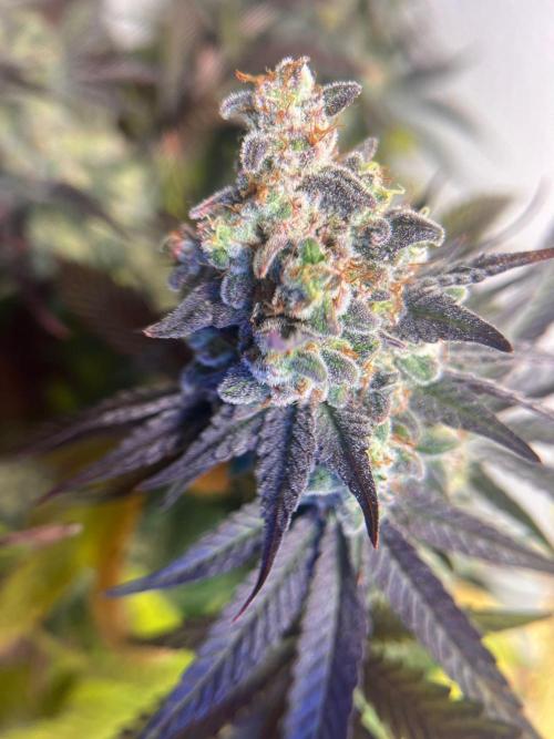 Hansova Grow. Week 13