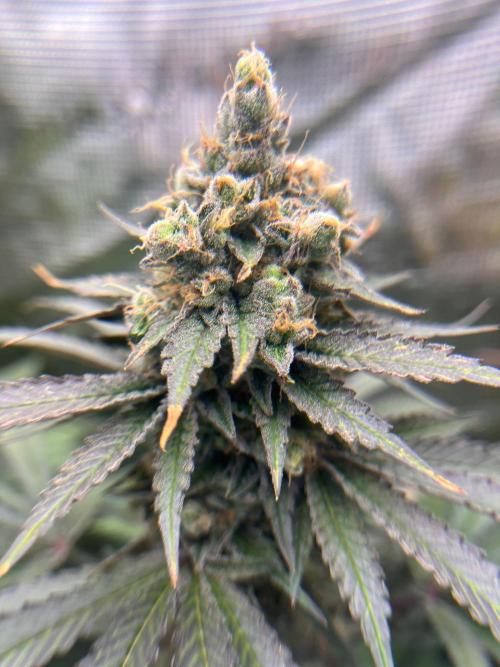 Hansova Grow. Week 13