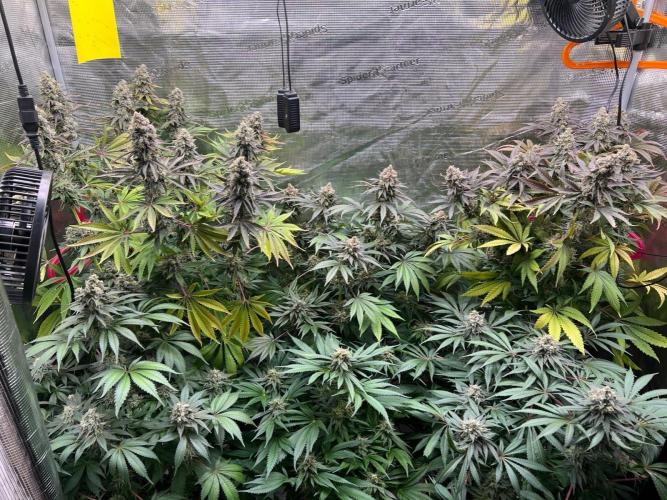 Hansova Grow. Week 13