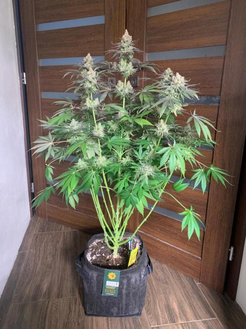 Hansova Grow. Week 14