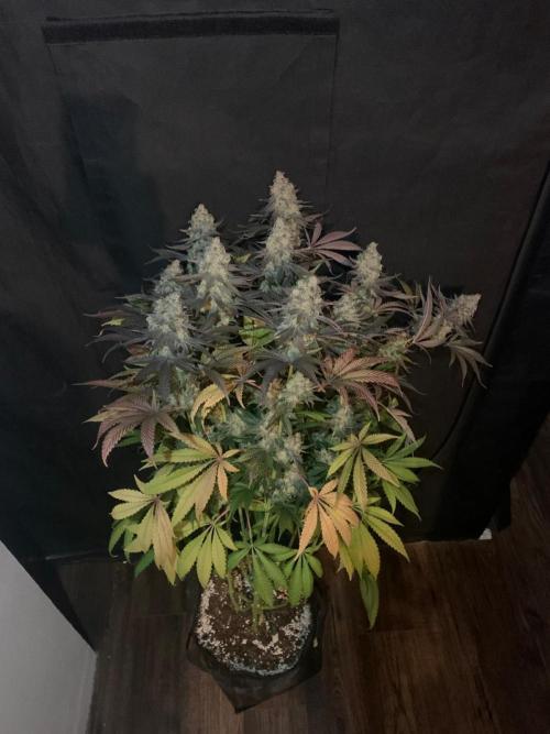 Hansova Grow. Week 14