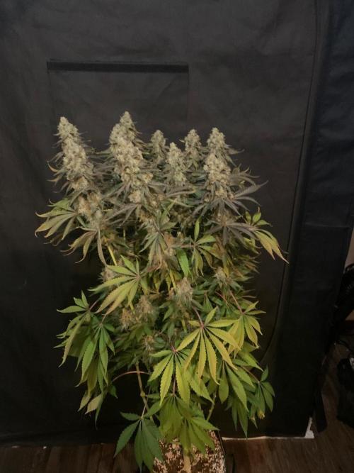 Hansova Grow. Week 14