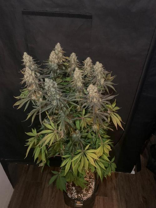 Hansova Grow. Week 14