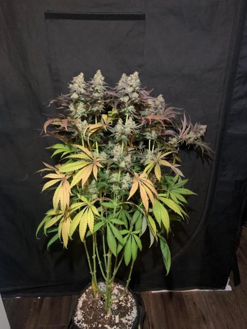 Hansova Grow. Week 14