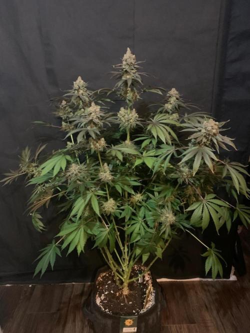Hansova Grow. Week 14