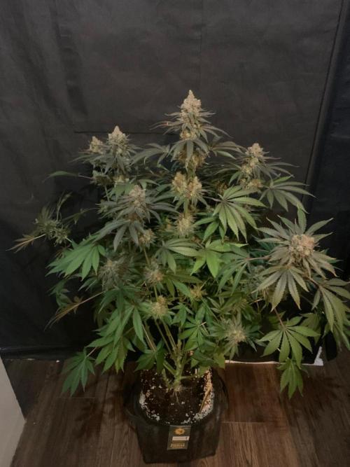 Hansova Grow. Week 14