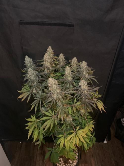 Hansova Grow. Week 14