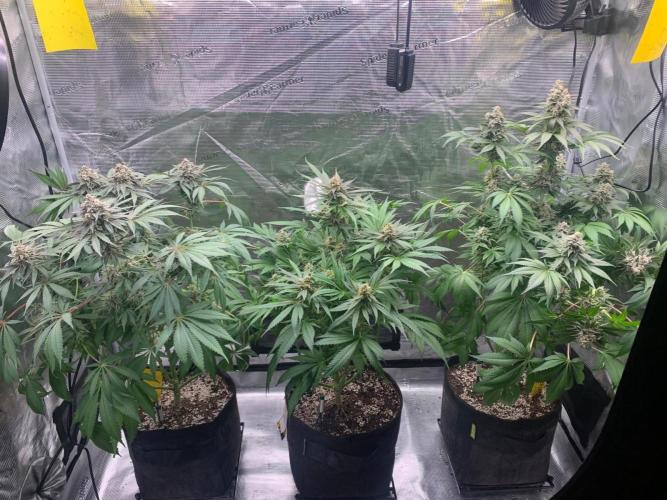 Hansova Grow. Week 14