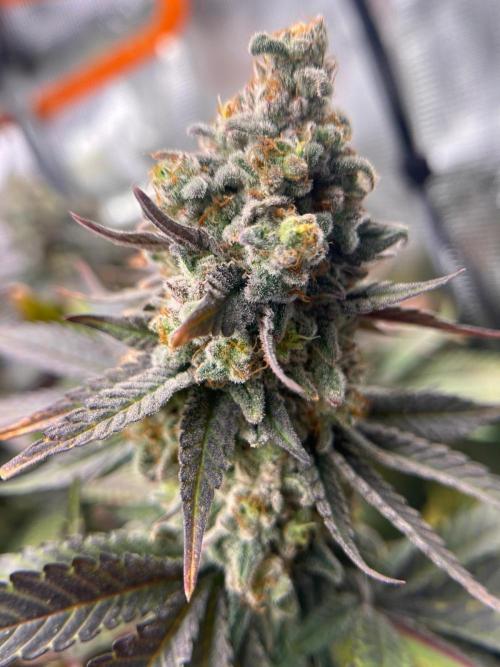Hansova Grow. Week 15