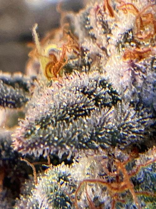 Hansova Grow. Week 15