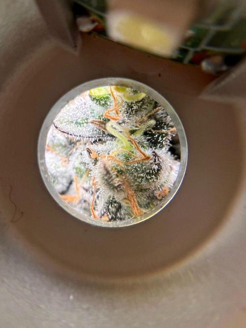 Hansova Grow. Week 15