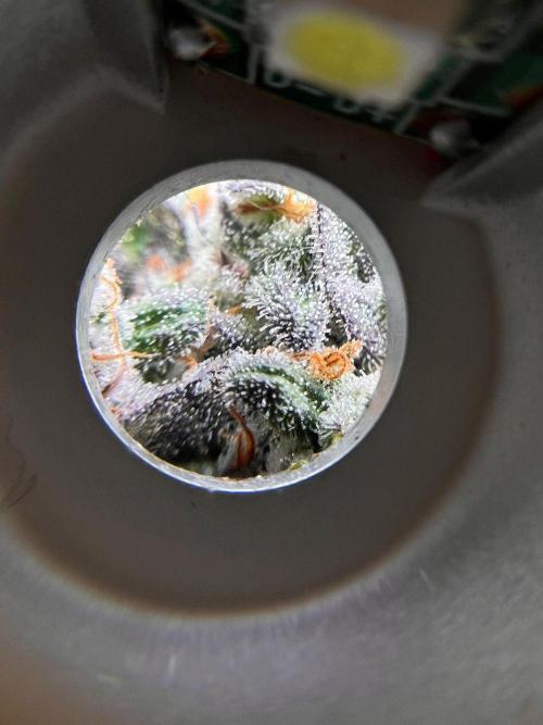 Hansova Grow. Week 15