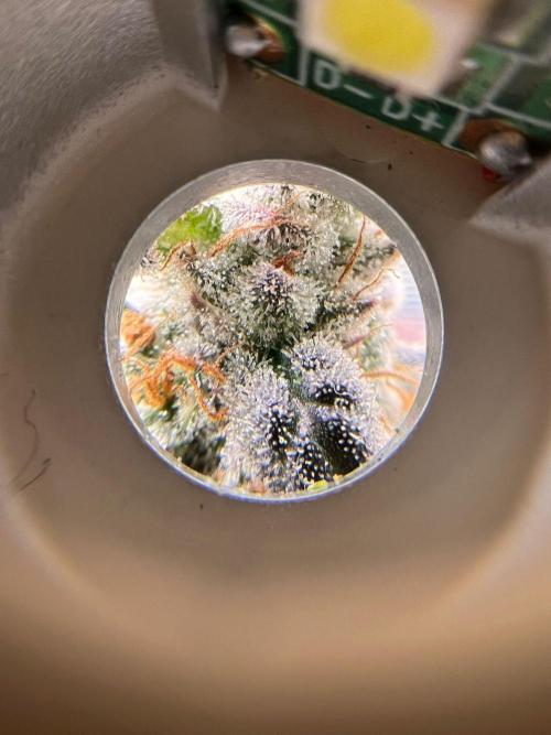 Hansova Grow. Week 15