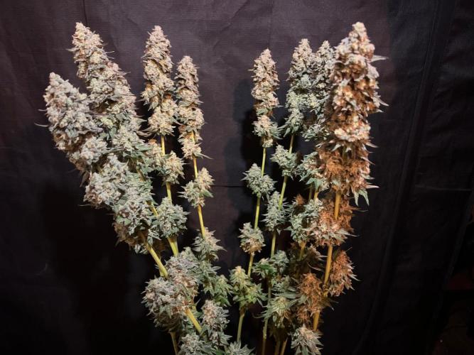 Hansova Grow. Week 15