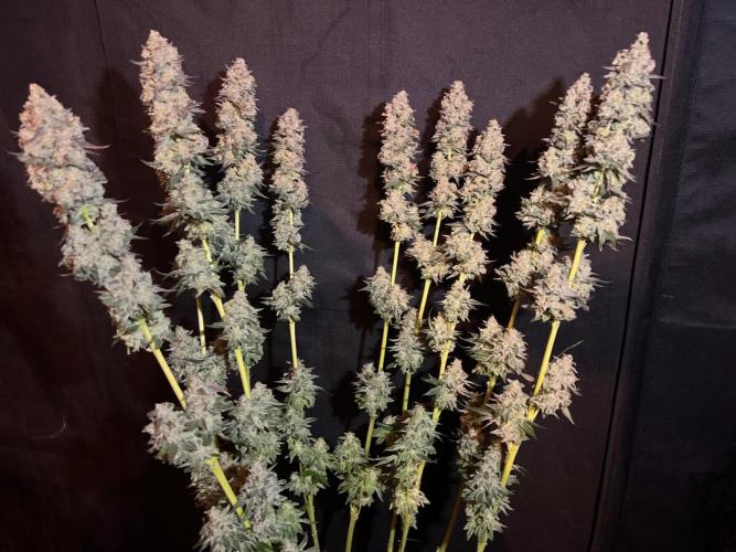 Hansova Grow. Week 15
