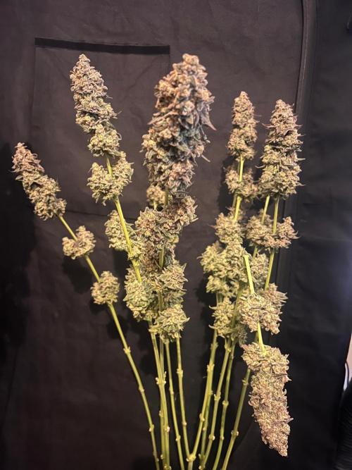 Hansova Grow. Week 15