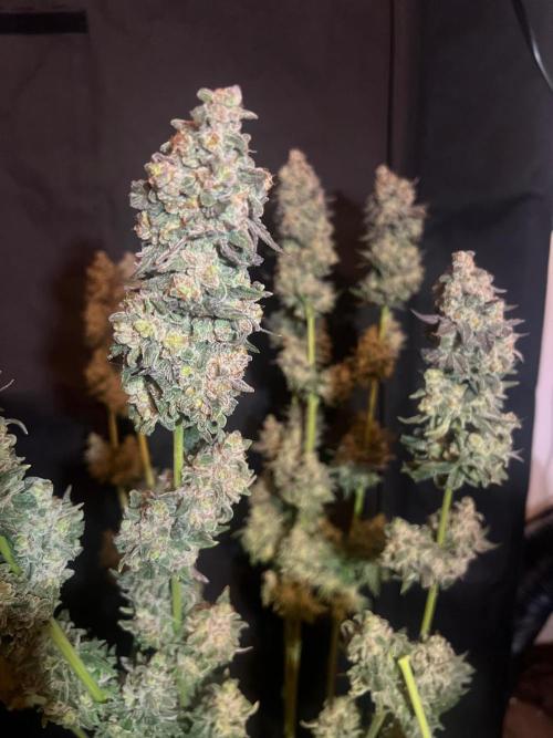 Hansova Grow. Week 15