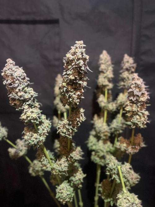 Hansova Grow. Week 15