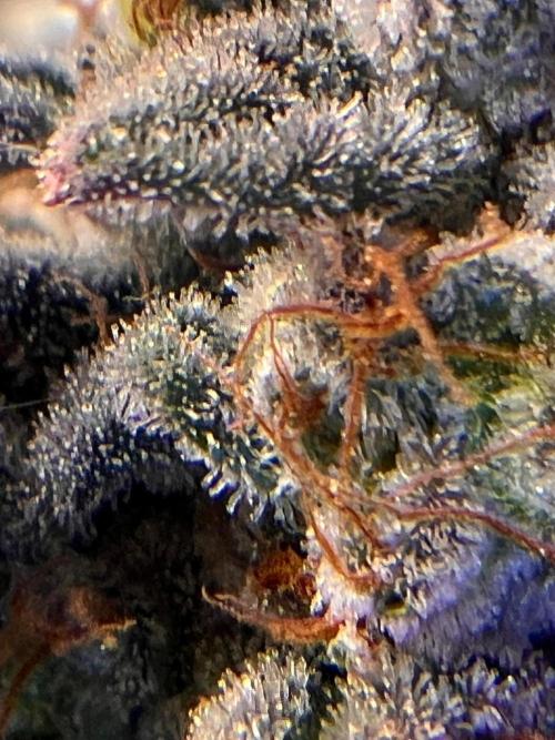 Hansova Grow. Week 15