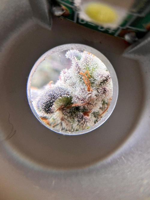 Hansova Grow. Week 15