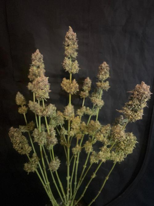 Hansova Grow. Week 15