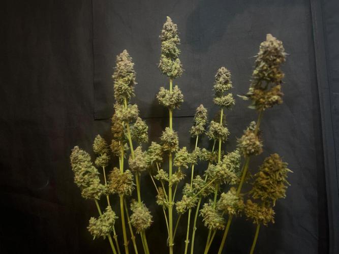 Hansova Grow. Week 15
