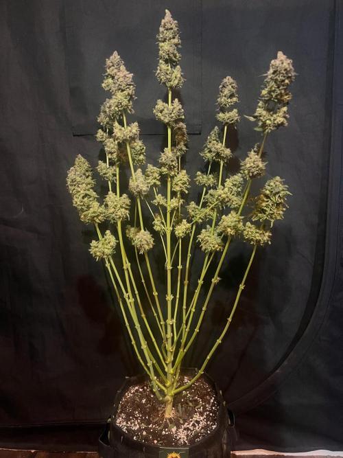Hansova Grow. Week 15