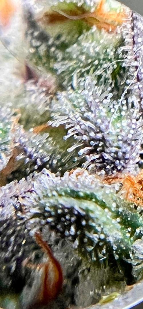 Hansova Grow. Week 15