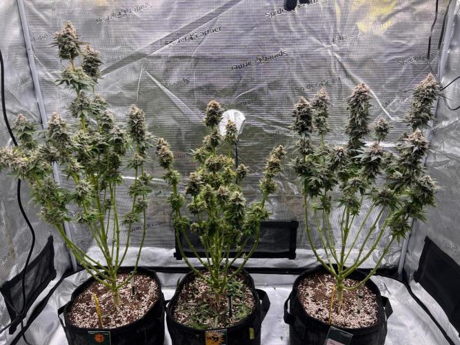 Hansova Grow. Week 15