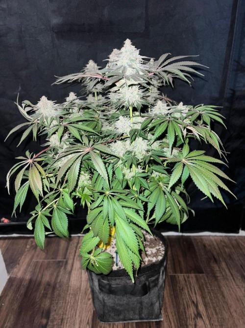 Hansova Grow. Week 15