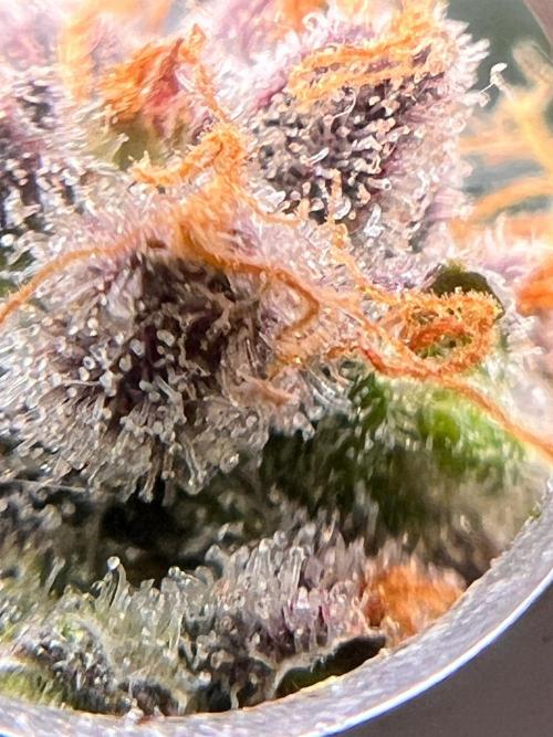 Hansova Grow. Week 15