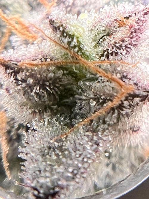 Hansova Grow. Week 15